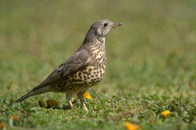 Een koppel grote lijsters broedt vlak langs een fietspad in een leiboom op ongeveer 
3 meter hoogte.  Daarnaast is een grasveld waar ik deze Lijster heb gefotografeerd.
Dat grasveldje grenst weer aan een overdekt zitplek waar meestal jongeren verblijven.  Ben er in der middag gaan zitten een halfuur toen deze Lijster op ongeveer 10meter kwam zitten.  Moest iets uitzoomen.  Dit is dan ook de hele foto.