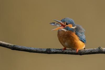 Ik heb niet veel tijd om te fotograferen, maar afgelopen zondag heb eindelijk weer eens een dag onder mijn schuilnetje kunnen zitten om vlak bij huis IJsvogels te fotograferen. Nagenoeg de hele dag actie voor mijn lens en helemaal op het eind van de dag (met mooi licht) ook nog eens precies op de juiste plek (met een rustige achtergrond). Ik ben zelf erg blij met de resultaten en wil deze graag met jullie delen in een drie-luik. Vandaag deel 1...