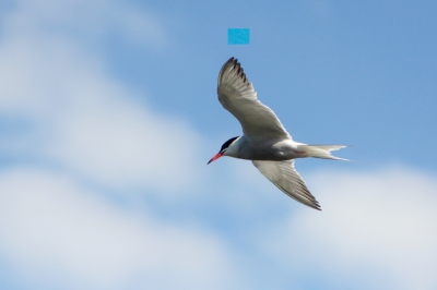 Tussen de meeuwen in het park zag ik n vogel dat afwijkend gedrag vertoonde. 
Duikend het water in, andere bewegingen. Toen zag ik t pas: een Visdief. 
Met mn "oude" objectief 70-300 verwachtte ik geen bezondere foto te kunnen maken, maar met wat geluk, mooi licht en de goede instellingen was dit het resultaat