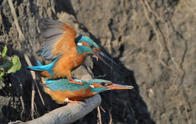 De IJsvogels op deze plek waren druk bezig met de voorbereidingen.  Je moet een beetje geluk hebben met de plek waar ze gaan zitten al kun je wel het een en ander arangeren.  Bij dit moment had ik het nodige geluk en is de beste foto die ik heb kunnen maken van de paring.    Ongeveer tachtig procent over van de foto.