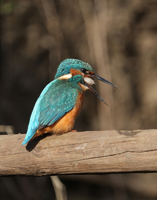 Voorlopig mijn laatste foto van de IJsvogelserie uit Maart.  Heb geprobeerd het moment te vangen van de braakbal.