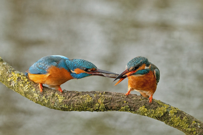 De Ijsvogels zijn weer druk met het nest bezig en het mannetje is druk bezig met het aanbieden van visje aan het vrouwtje.
