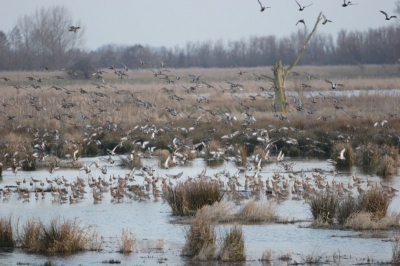 Iedere avond als het gaat schemeren vliegen de gruttos uit alle richtingen naar de slaap plaats. Heel mooit dit te zien gebeuren En als het bijna donker gaan ze nog een keer op de wieken .Dan hoor je ze vladderen een moie belevenis iedere avond weer.Ik weet de foto is niet scherp want daarvoor is het te donker