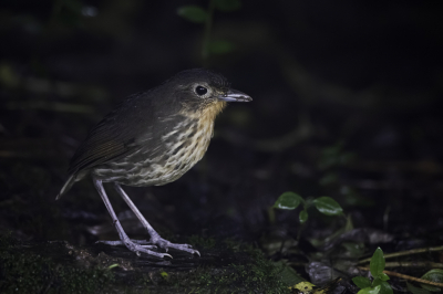 <i class='fa fa-user'></i> Paul van Giersbergen | Santa-Martamierpitta  <i class='fa fa-eye'> 107</i>  <i class='fa fa-thumbs-up'> 1</i>   <i class='fa fa-comment-o'> 2</i>