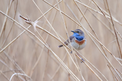 In de herkansing - Foto is warmer, minder verzadiging in het blauw.