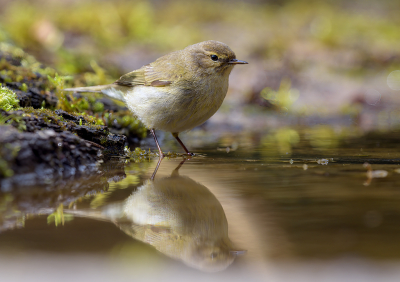 Aan de bosrand lag een klein stukje ondiep water waar steeds de Tjiftjaf terug keerde. Ben tussen de aanwezige struiken met de camera plat op de grond gaan liggen wachten tot dat die weer terug kwam wat dit beeld opleverde.