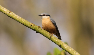 Mijn eerste foto op Birdpix.
Boomklevers zijn beweeglijk, maar dit exemplaar liet zich gemakkelijk fotograferen.
De achtergrondkleuren vind ik passend.