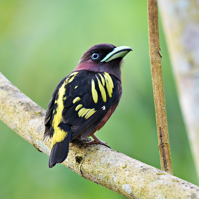 <i class='fa fa-user'></i> Ed Agter |   Javaanse Hapvogel  <i class='fa fa-eye'> 184</i>  <i class='fa fa-thumbs-up'> 9</i>   <i class='fa fa-comment-o'> 5</i>