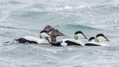 <i class='fa fa-user'></i> John_Jak |   Eider  <i class='fa fa-eye'> 261</i>  <i class='fa fa-thumbs-up'> 5</i>   <i class='fa fa-comment-o'> 6</i>