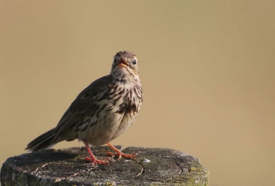 Op eigen pootjes moeten staan.
Deze juveniele graspieper moet zijn eigen kostje bij elkaar scharrelen, wat aanvankelijk niet meevalt. Hij lijkt de fotograaf zelfs te vragen om wat lekkers. Zijn gebedel geeft een leuke close-up.