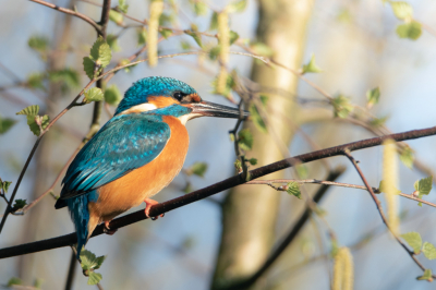Just flew in quickly and perched for us, such a lovely bird and always a privilege to watch one.