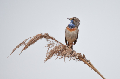 Een andere foto van het Blauwborstje in de Arkemheenpolder. 
Baltsend, indruk maken op t vrouwtje