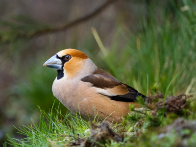 Vanuit een vogelhut genomen. Er was steeds een paartje aanwezig die af kwamen op de grote zonnebloempitten die er gestrooid waren. Deze wilde wel even mooi voor mij poseren
