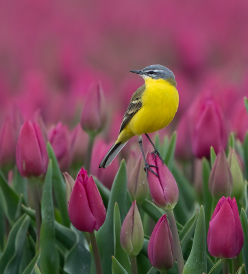 Gisterochtend naar de tulpenvelden op Flakkee geweest, die nu volop in bloei staan. Dat was echt genieten! Zodra ik een gele kwikstaart zag, ging ik rustig zitten aan de rand van een tulpenveld. Regelmatig kwam er dan een gele kwik dichtbij foerageren. Langs de randen van de tulpenvelden is meestal een strook waar geen tulpen staan, en waar je mag komen. Zo lang je maar niet de velden in gaat, of tulpen plukt.