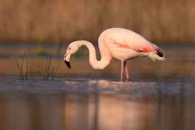 <i class='fa fa-user'></i> Gejo Wassink |   Chileense Flamingo  <i class='fa fa-eye'> 262</i>  <i class='fa fa-thumbs-up'> 16</i>   <i class='fa fa-comment-o'> 13</i>
