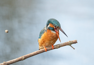 De IJsvogel ging 1 keer een braakbal uitwerpen tijdens mijn verblijf in de schuilhut.
Ik heb meerdere foto's gemaakt, maar toch het moment gemist dat hij de braakbal er uit gooide. Hier zweeft de braakbal links in beeld en de Ijsvogel kijkt al weer recht voor zich uit.