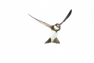 <i class='fa fa-user'></i> Stijn_S |   Oeverzwaluw  <i class='fa fa-eye'> 221</i>  <i class='fa fa-thumbs-up'> 7</i>   <i class='fa fa-comment-o'> 6</i>