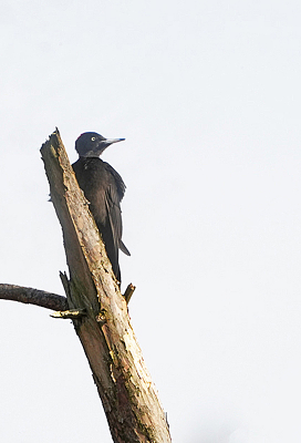 Deze Specht zat hoog in een dode boom.  Imposante vogel.  Veel groter dan ik had verwacht.  Ze zijn zeer schuw!