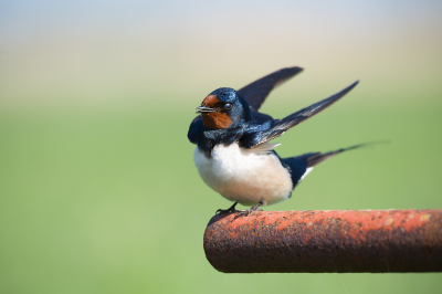 Vanochtend een rondje polder gedaan. Gewoon gaan zitten langs de kant en kijken wat er langs komt. Een van mijn favoriete vogels, de Boerenzwaluw, kon ik een halfuur lang mooi bekijken. Door steeds een stukje dichterbij te gaan zitten wanneer de Boerenzwaluw zijn ronde maakte. Heerlijk dat geluid.