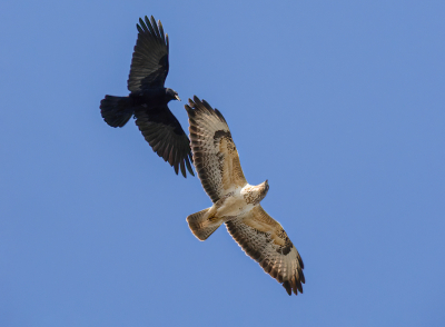 <i class='fa fa-user'></i> Fred |   Buizerd  <i class='fa fa-eye'> 94</i>   <i class='fa fa-comment-o'> 16</i>