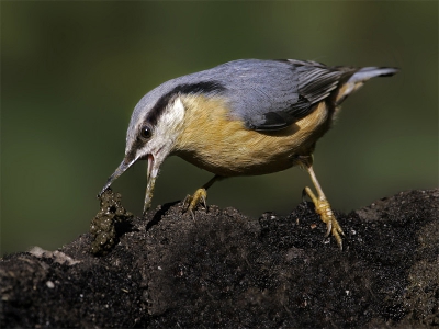 Deze boomklever gebruikt de uitwerpselen van onze pup als cement om het (grote) gat van de recent opgehangen eekhoornkast te dichten, tot het net groot genoeg is om er door te kunnen.