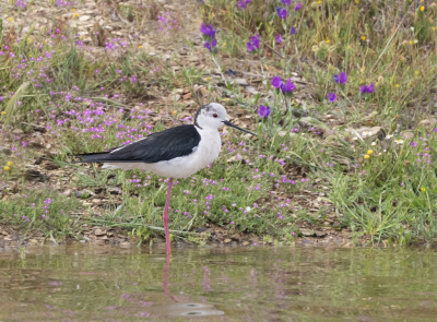 Portugal is een fijn land om vogels te fotograferen en in het voorjaar is het een bloemenzee. Het was er de drie weken dat ik er was tussen de 22 en 28 graden en het zonlicht maakte  het al lastig om te fotograferen zeker met veel wit zoals bij deze steltkluut dus goed belichten was geboden.