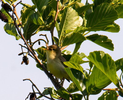 moest van grote afstand ,is erg schuw
kon hem wel goed horen zingen
daardoor ook def een orpheusspotvogel en geen spotvogel