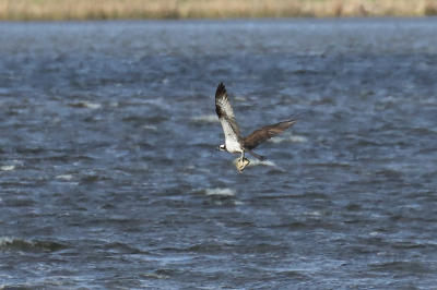 <i class='fa fa-user'></i> hjstukker |   Visarend  <i class='fa fa-eye'> 85</i>   <i class='fa fa-comment-o'> 17</i>