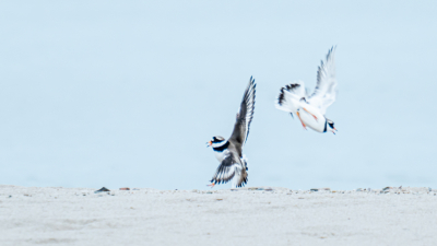 Vroege avond op de Marker Wadden. Het was nu rustig op het strandje vlakbij het eilandpaviljoen, waar de bontbekpleviertjes zich in een kuiltje installeerden voor de nacht. We waren ze heel langzaam aan het naderen, al foto's makend vanaf grote afstand. De eilandwachters hadden ons gevraagd ze te verstoren, om te voorkomen dat ze daar zouden gaan broeden: ze hadden juist het drukste plekje op het eiland uitgekozen. Maar we wilden toch graag eerst wat foto's, voordat ze op zouden vliegen... Dus, rustig nog... Ik zag alleen het puntje van de staart van het vrouwtje boven het zand uitsteken, en vroeg me af wat daar gebeurde. Maar het mannetje zag meer, en sloeg toe... Alleen, het vrouwtje wilde nog niet echt! We schrokken er alle drie van, geloof ik, haha. Een beetje bewegingsonscherpte dus, maar ben toch blij met deze toevalstreffer. En nee, op dit moment hadden wij nog niet verstoord: even later liepen ze weer vredig naast elkaar te foerageren...