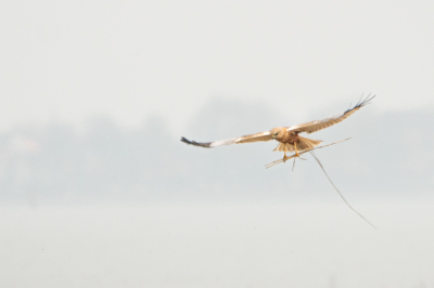 We waren op rondrit langs de Koggenroute in Noord-Holland. Vanaf de dijk van de Hoornse Hop zag ik nog net een grote roogvogel overvliegen, met iets wat op nestmateriaal leek. Een snelle stop van de chauffeur, en even later stonden we verwoed te fotograferen , in de koude, sterke wind... Deze prachtige bruine Kiekendief bleef af en aan vliegen, en leek minder last te hebben van de wind dan wij...