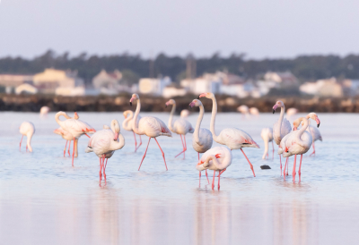 Een groep Flamingo's met op de achtergrond een typisch Portugees dorp met de witte huisjes.