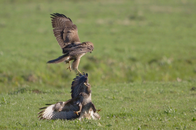 <i class='fa fa-user'></i> Vincent Vuik |   Buizerd  <i class='fa fa-eye'> 112</i>  <i class='fa fa-thumbs-up'> 3</i>   <i class='fa fa-comment-o'> 19</i>