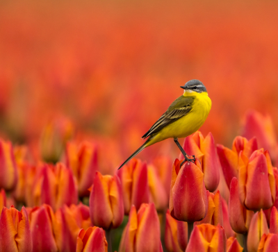 Nog een foto van een gele kwik op de bloeiende tulpenvelden van Flakkee. Vanwege  Koningsdag gekozen voor deze foto.