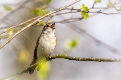 Lopend door mijn favoriete vogelplek vlakbij huis waar jaarlijks meerdere bonte vliegenvangers te vinden zijn. Deze was druk roepend in de buurt van een nestkastje, op een gegeven moment bevond hij zich schuin boven mijn hoofd (helaas niet op ooghoogte). Door de takjes heen kunnen fotograferen.