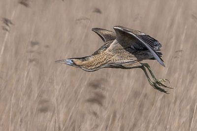 Je moet snel reageren als de Roerdomp plotseling uit het riet omhoog komt. Het weer zat die dag mee dus licht genoeg.