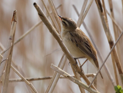 Deze rietzanger bewoog zich in het riet dicht langs het wandelpad en kwam goed in het zicht. Hij lijkt Koningsdag te vieren met passerende klootschieters en de fotograaf.