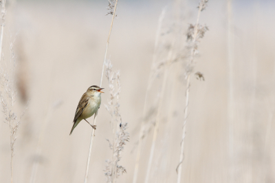 Rietzanger uit volle borst, afgelopen week in de Arkemheen Polder gespot.