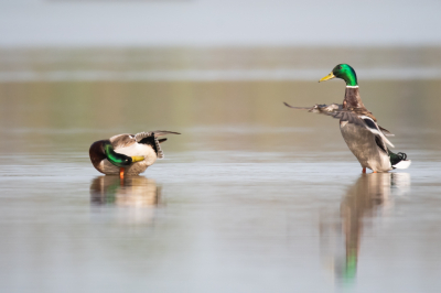 Deze twee wilde eend worden lagen zich heerlijk op te poetsen toen er n zich oprichtte uit het water om zich wat uit te schudden. Hierdoor lijkt het of de ander zich ver verheven vindt boven de ander en de ander een diepe buiging maakt