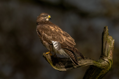 In de tuin van Arjan Troost wilde deze buizerd wel even poseren. Na een regenbui kwam de zon door en scheen mooi op deze buizerd.