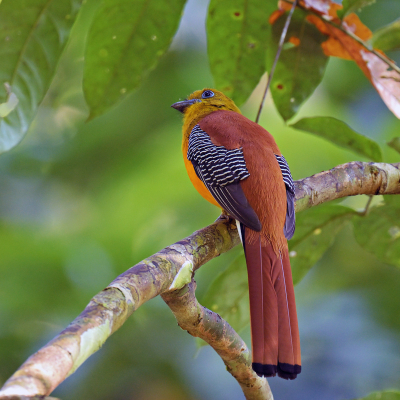 <i class='fa fa-user'></i> Ed Agter | Groenkoptrogon  <i class='fa fa-eye'> 132</i>   <i class='fa fa-comment-o'> 2</i>