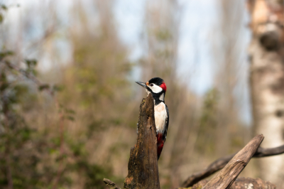 This Great Spotted Woodpecker showed up well in front of us which allowed us to get some excellent shots of this magnificent bird!