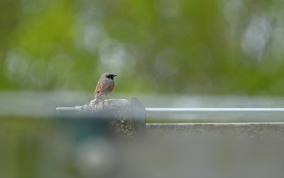 Bij een verlaten pand hoorde ik het bekende melodietje van de Gekraagde Roodstaart.  Languit in het gras gaan liggen toen dit mannetje even verscheen.