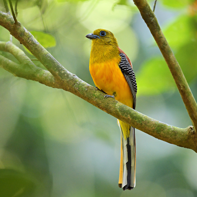 <i class='fa fa-user'></i> Ed Agter | Groenkoptrogon  <i class='fa fa-eye'> 144</i>  <i class='fa fa-thumbs-up'> 2</i>   <i class='fa fa-comment-o'> 1</i>