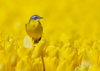 Deze gele kwikstaart zag ik op een beetje achteraf tulpenveld van op G-O. Veel rustiger dan eerder op de Keukenhof waar geen kwik was te zien.