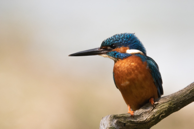 Wat is het heerlijk als het IJsvogeltje even komt poseren