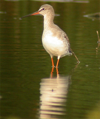 <i class='fa fa-user'></i> cor | Zwarte Ruiter  <i class='fa fa-eye'> 480</i>   <i class='fa fa-comment-o'> 0</i>