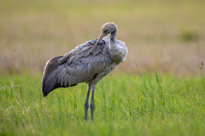 Ook de jonge kraanvogels moeten hun nieuwe verenkleed goed onderhouden voor de vlucht naar het zuiden. Het is eigenlijk een wonder dat uit het ei gekropen kuiken in een paar maantjes tijd zo groot geworden,