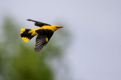 In Nederland was het me nog niet gelukt om hem vliegend in beeld te krijgen.Vaak was ie schuw of onzichtbaar achter de boom.
Deze was ook niet heel gemakkelijk, maar durfde uiteindelijk toch naar de overkant te vliegen