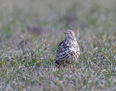 Eindelijk een keer een grote lijster voor de lens. Canon 20D Canon 500mm 4.5 met 1.4 converter 1/200 5.0 ISO 400 vanuit de auto op beanbag.