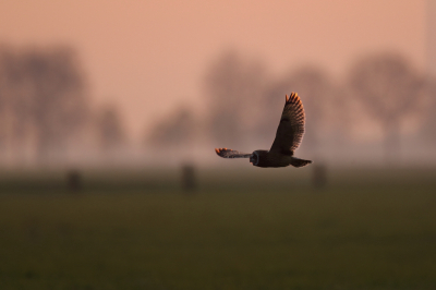 Ik blijf ze maar tegen het lijf lopen die velduilen.
Op weg naar huis zagen we wat in de verte op een paal zitten, even kijken met de verrekijker en verhip een velduil.
langzaam naderen en hij bleef mooi zitten, na het maken van wat foto's gewacht tot ie wegvloog.
dat deed ie dan ook en vloog naar de andere kant  van de weg op een paal.
pas toen zagen we daar nog een uil zitten op paaltje met een muis in de klauwen.
helaas beetje te ver weg voor een mooie plaat.
Toch maar een uurtje gewacht totdat ze actief op jacht gingen en dat deden ze ook
later voegde zich nog een derde uil bij hen.
pracht moment op het einde van een dagje vogelen.